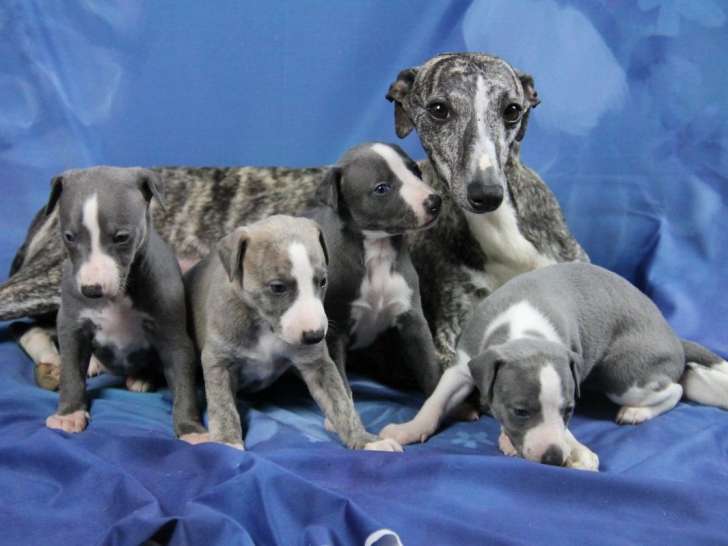Des chiots Whippets LOF à vendre