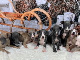 Des chiots Whippets LOF à vendre