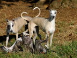 Des chiots Whippets LOF à vendre