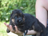 4 chiots Bergers Allemands mâles LOF à réserver