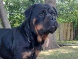 Une chienne Rottweiler de 3 ans LOF disponible à l’achat