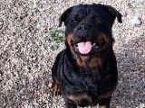 Une chienne Rottweiler de 3 ans LOF disponible à l’achat