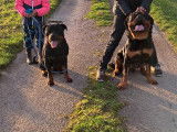 Une chienne Rottweiler de 3 ans LOF disponible à l’achat