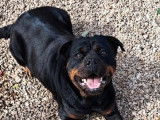 Une chienne Rottweiler de 3 ans LOF disponible à l’achat