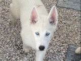 À vendre 5 chiots Huky Sibérien LOF aux yeux bleus