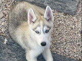 À vendre 5 chiots Huky Sibérien LOF aux yeux bleus