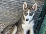 À vendre 5 chiots Huky Sibérien LOF aux yeux bleus