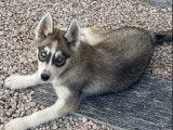 À vendre 5 chiots Huky Sibérien LOF aux yeux bleus