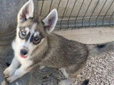 À vendre 5 chiots Huky Sibérien LOF aux yeux bleus
