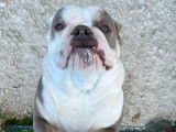 Une chienne New English Bulldog de 3 ans disponible à la vente