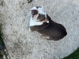 Une chienne New English Bulldog de 3 ans disponible à la vente