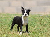 Un chiot mâle Boston Terrier bringé et blanc LOF à vendre