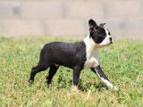 Un chiot mâle Boston Terrier bringé et blanc LOF à vendre