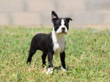 Un chiot mâle Boston Terrier bringé et blanc LOF à vendre