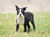 Un chiot mâle Boston Terrier bringé et blanc LOF à vendre