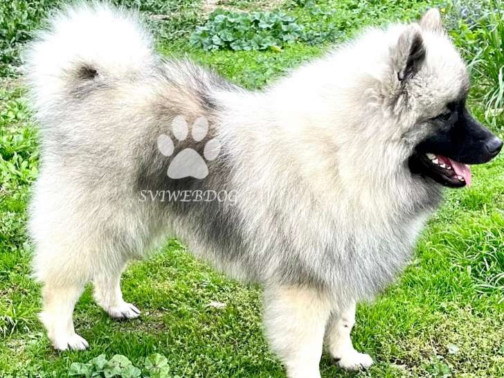 Spitz-Loups mâles LOF