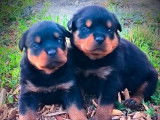 Des chiots Rottweilers LOF à réserver