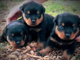 Des chiots Rottweilers LOF à réserver