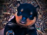 Des chiots Rottweilers LOF à réserver