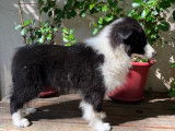 2 chiots Bergers des Shetlands femelles LOF &agrave; acheter