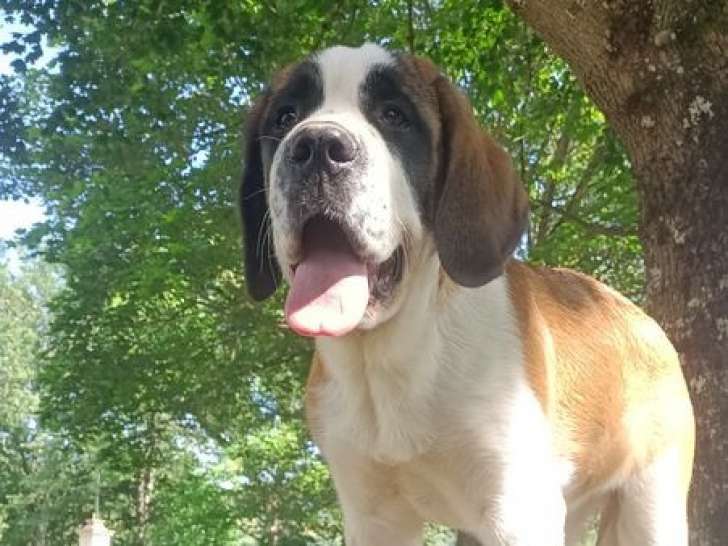 2 chiots femelles Saint-bernard LOF à poil court disponibles à la vente