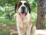 2 chiots femelles Saint-bernard LOF à poil court disponibles à la vente