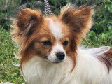 2 chiots Épagneuls Nain Continental Papillon mâles LOF disponibles à l’achat