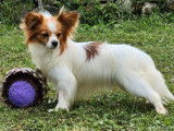 2 chiots Épagneuls Nain Continental Papillon mâles LOF disponibles à l’achat