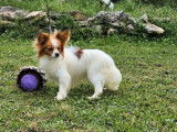 2 chiots Épagneuls Nain Continental Papillon mâles LOF disponibles à l’achat