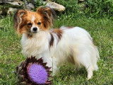 2 chiots Épagneuls Nain Continental Papillon mâles LOF disponibles à l’achat