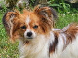 2 chiots Épagneuls Nain Continental Papillon mâles LOF disponibles à l’achat