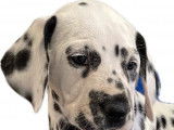 6 chiots mâles Dalmatiens tâchetés de noir LOF disponibles  l’achat