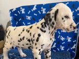6 chiots mâles Dalmatiens tâchetés de noir LOF disponibles  l’achat