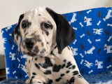6 chiots mâles Dalmatiens tâchetés de noir LOF disponibles  l’achat