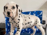 6 chiots mâles Dalmatiens tâchetés de noir LOF disponibles  l’achat