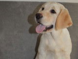 À vendre 2 chiots femelles Labrador Retrievers de couleur sable