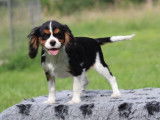 À vendre 3 chiots Cavaliers King Charles tricolores LOF