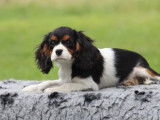 À vendre 3 chiots Cavaliers King Charles tricolores LOF