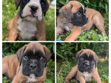 4 chiots mâles Boxers à vendre (LOF)