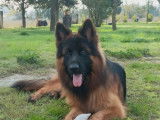 Disponible pour saillie un chien Berger Allemand LOF