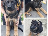 2 chiots mâles Bergers Allemands LOF à vendre