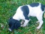 Chiots Épagneul Breton noir et blanc à vendre m
