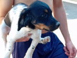 Chiot Épagneul Breton  male tricolore à vendre