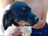 Chiot Épagneul Breton  male tricolore à vendre