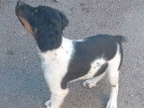 Chiot Épagneul Breton  male tricolore à vendre
