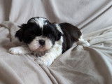 Disponible chiot femelle noire et blanche