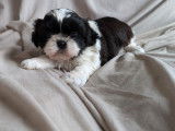 Disponible chiot femelle noire et blanche