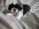 Disponible chiot femelle noire et blanche