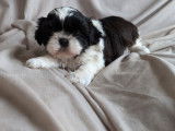 Disponible chiot femelle noire et blanche