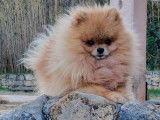Chien adulte Spitz Allemand orange de 3 ans pour une saillie